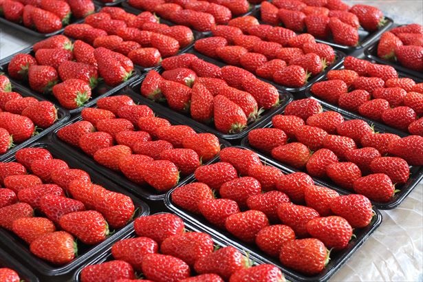 2日間限定で島根県産の苺「紅ほっぺ」と「あきひめ」の販売会を開催