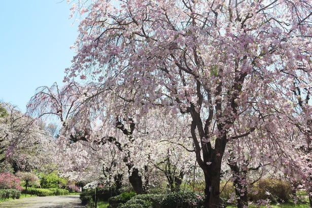 さくら園に広がる枝垂桜のトンネル/ 都立神代植物公園の桜