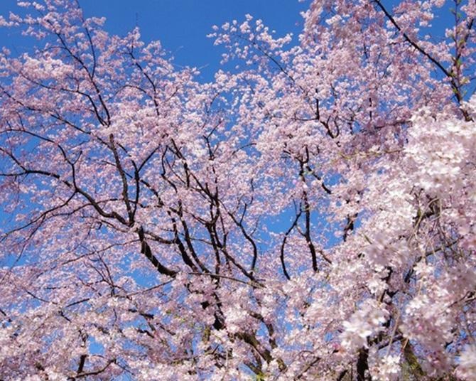 今週末に見頃の桜が楽しめそうな東京のお花見名所(3月28日・29日)