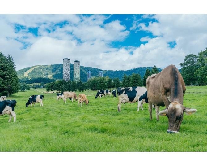 日帰り利用OKなアクティビティも！約100ヘクタールの大地で、牛と一緒に春を感じる非日常。星野リゾート トマムのファームエリアが4月24日より営業開始