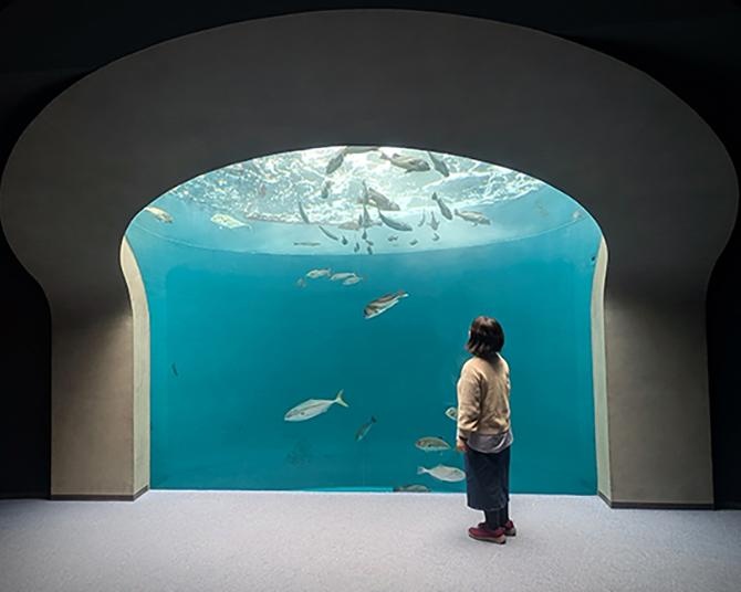 四国観光で立ち寄りたい！瀬戸内の絶景×アート×生きものに癒やされる「四国水族館」の魅力