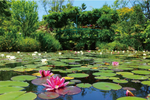 モネの庭を再現した睡蓮の庭では5月下旬～9月下旬にスイレンが観賞できる
