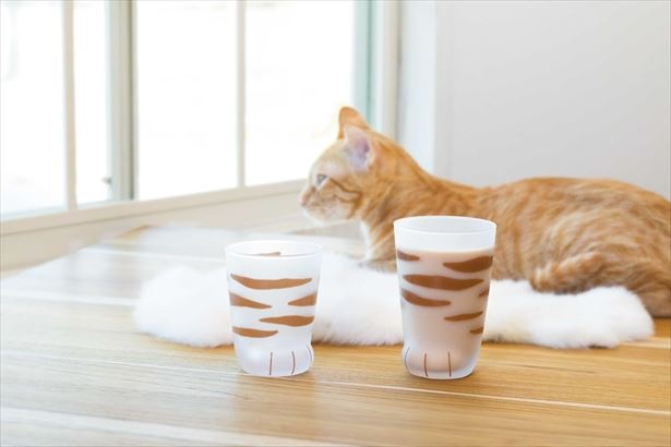 「〇ここねこグラス〇トラ 」