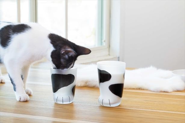 「〇ここねこグラス〇ブチ」