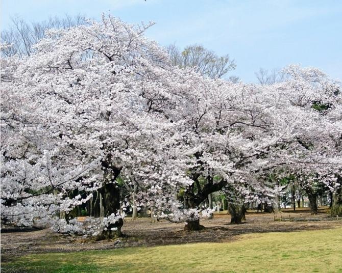 今週末(4月4・5日)東京で見頃の桜スポットを紹介！雨でも駅近なら安心