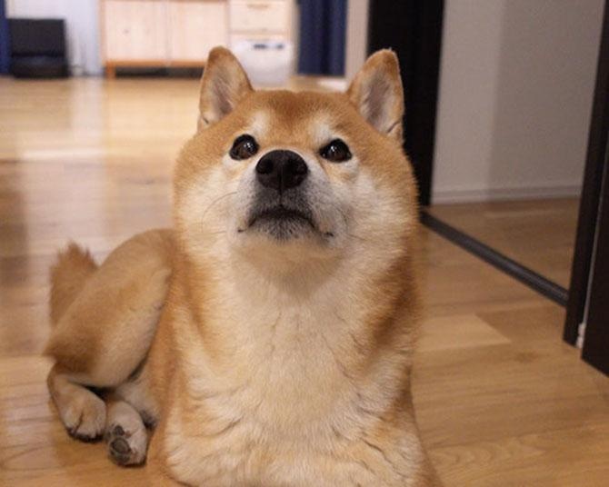 まるで忠犬ハチ公!?夜中に出かけた飼い主の帰りを待つ柴犬・はちくんが健気すぎる