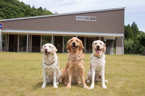 視覚障害者をサポートするために訓練された犬/公益財団法人関西盲導犬協会