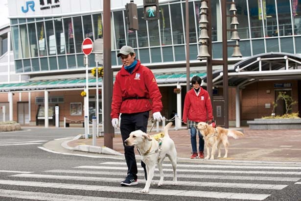 盲導犬の誘導訓練/公益財団法人関西盲導犬協会