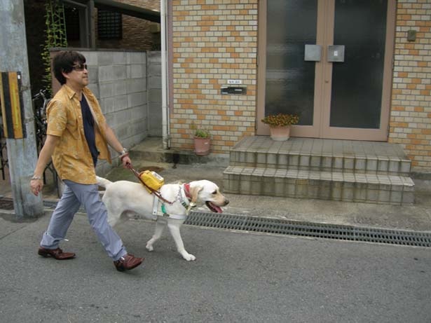 盲導犬の引退は10歳/公益財団法人関西盲導犬協会
