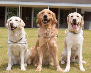 【働く犬】頼れるパートナー「盲導犬」の育成と訓練を紹介！「関西盲導犬協会」
