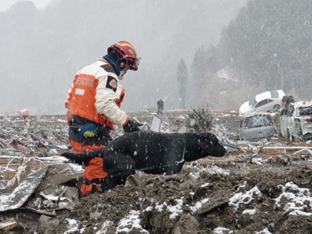 東日本大震災時は救助隊の一員として災害救助犬の存在が認められた/日本レスキュー協会