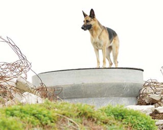 【働く犬】災害救助犬のお仕事とは？「日本レスキュー協会」訓練の様子を紹介