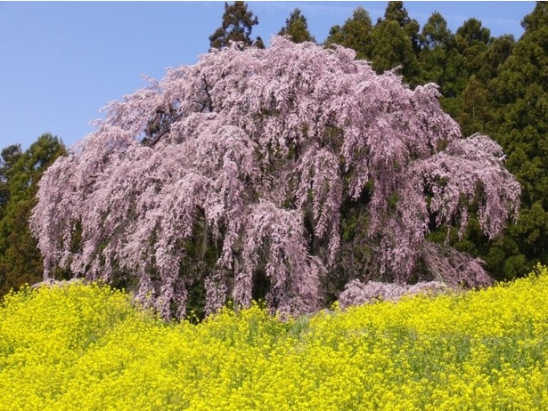咲き誇る桜のピンクと菜の花の黄色のコントラストが見事/合戦場のしだれ桜 ※画像は過去の様子、現在樹勢回復のための治療中。画像とは見栄えが異なる