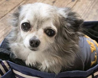 【看板犬】ウルウルの瞳がたまらない！「cocoo café」のキューティチワワに会いに行く