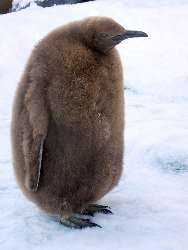 親より巨大なヒナも 散歩にトボガン 旭山動物園のペンギンに注目です ウォーカープラス