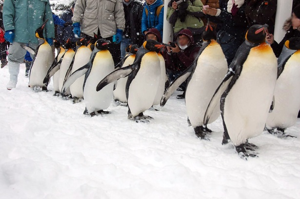 画像4 7 親より巨大なヒナも 散歩にトボガン 旭山動物園のペンギンに注目です ウォーカープラス