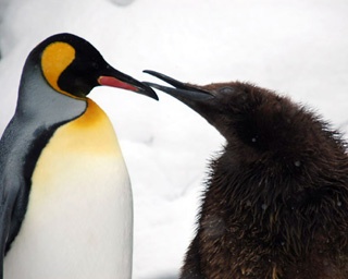 親より巨大なヒナも!?　散歩にトボガン、旭山動物園のペンギンに注目です