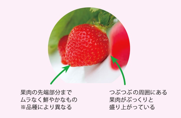いちごのつぶつぶは、種ではなく果実。赤くて甘い部分は茎で、花の根元(花托/かたく)の茎の先が果実のように大きくなった部分で「偽果」と呼ばれている