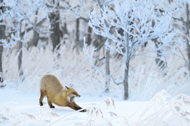厳冬に生きる野生動物 写真が伝える冬の北海道の魅力 ウォーカープラス