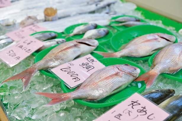 和歌浦漁港の「おっとっと広場」には、新鮮な地魚がズラリ