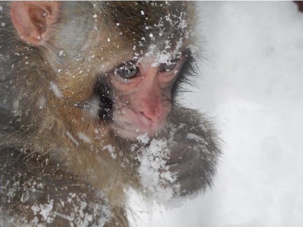 おしくらまんじゅう 旭山動物園で冬の寒さをしのぐ サルだんご ウォーカープラス