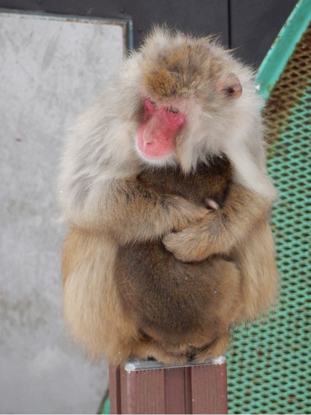 画像8 8 おしくらまんじゅう 旭山動物園で冬の寒さをしのぐ サルだんご ウォーカープラス