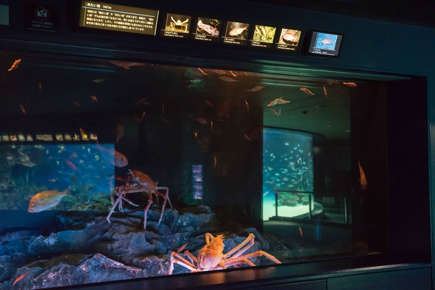 深海にすむタカアシガニの様子