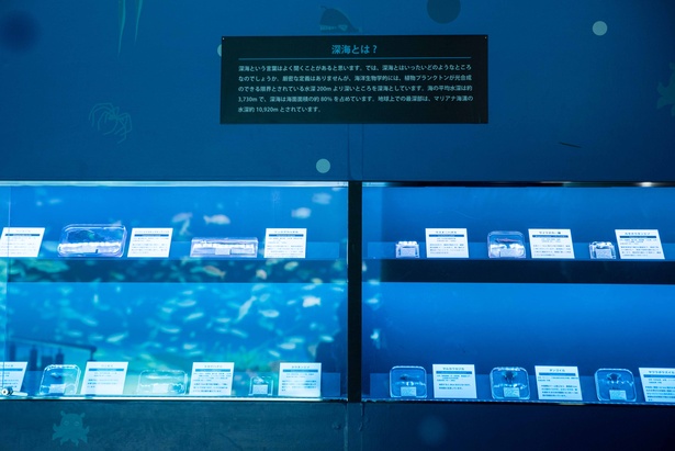 約20種類の深海生物の樹脂標本