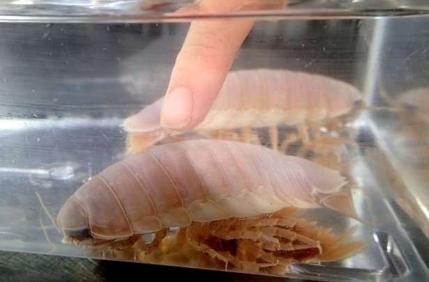 深海生物にタッチできるイベント「ゾクゾクタッチ」も開催