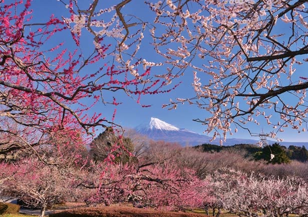 梅と富士のコントラストが美しい、今だけの景色/岩本山公園