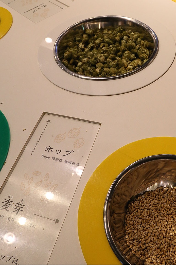 ビールの原料となるホップと麦。ハーブの一種であるホップはそのままでは香りを感じることはないが、割ると強い香りを放つ