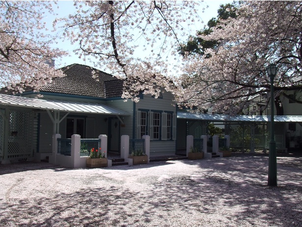 ソメイヨシノの大木が開花した旧山手68番館の春の光景