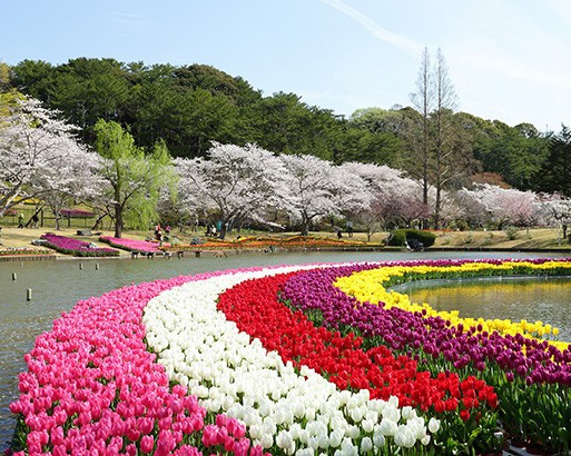 開花時期の異なる桜とチューリップを同時に見られる春の名所