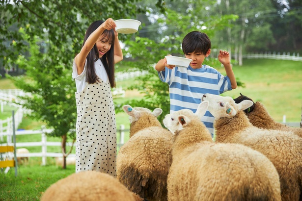 「ひつじのふれあい」は7月18日(土)～10月12日(祝)の土日祝に開催。1人600円(4歳～）