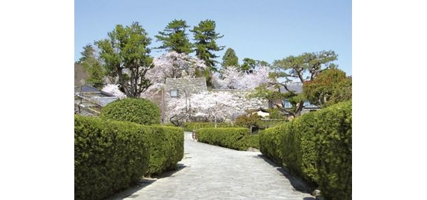【写真】戦国の名残を感じる花見スポットベスト3を発表！