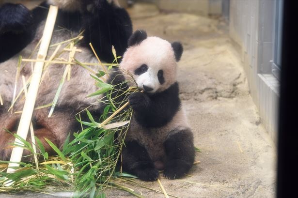 狙い目時間や撮影術が丸わかり 飼育員さんに聞いたシャンシャン観覧 豆知識 ウォーカープラス