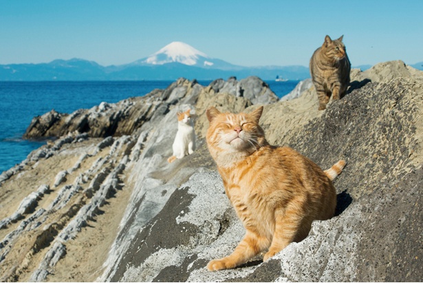 店横の路地を抜けた先にある、岩場で遊ぶドンちゃん、ミーコ、花子(メス)の3匹。仲良し3匹についていくと、晴れた日には富士山が正面に望める、知る人ぞ知る絶景スポットが現れた