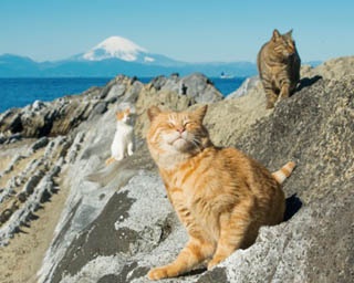 看板ネコに会いに行こう！三浦＆江の島の癒しカフェ