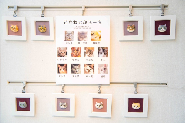 どやねこ展のネコたち