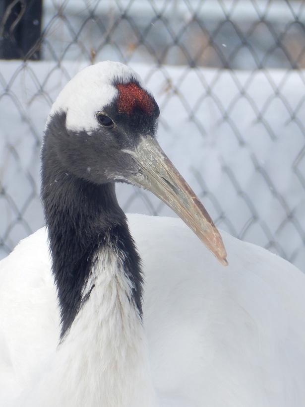 画像2 5 旭山動物園 雪景色に映えるタンチョウの意外と知らないヒミツ ウォーカープラス