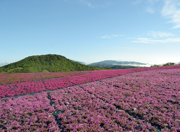 芝桜が満開を迎える5・6月。愛知県・萩太郎山の一面がピンクで染まる(茶臼山高原道路コースより)