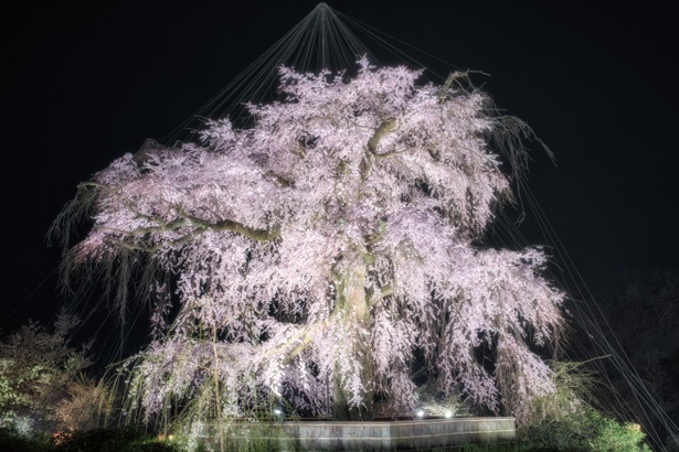 京都 円山公園で 祗園の夜桜 が幻想的にライトアップ ウォーカープラス