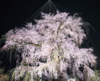 京都・円山公園で「祗園の夜桜」が幻想的にライトアップ！