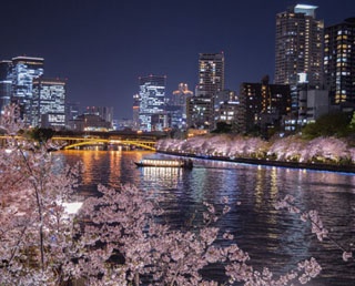 大阪の夜景×桜のコラボレーションに感動！毛馬桜之宮公園