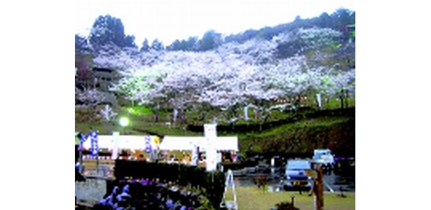 桜が美しい「蘭丸ふる里の森」は夜ライトアップされる