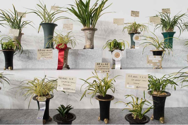 世界らん展日本大賞 2018 15/30
