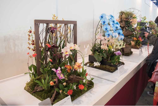 世界らん展日本大賞 2018 17/30