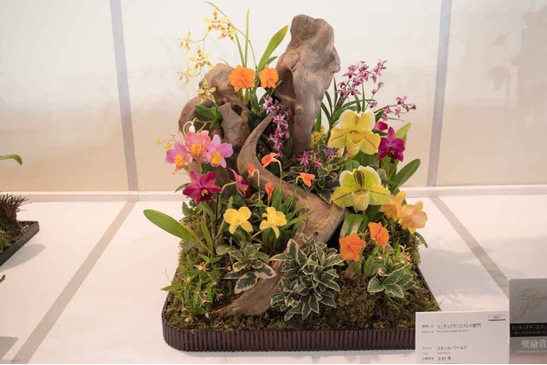 世界らん展日本大賞 2018 18/30