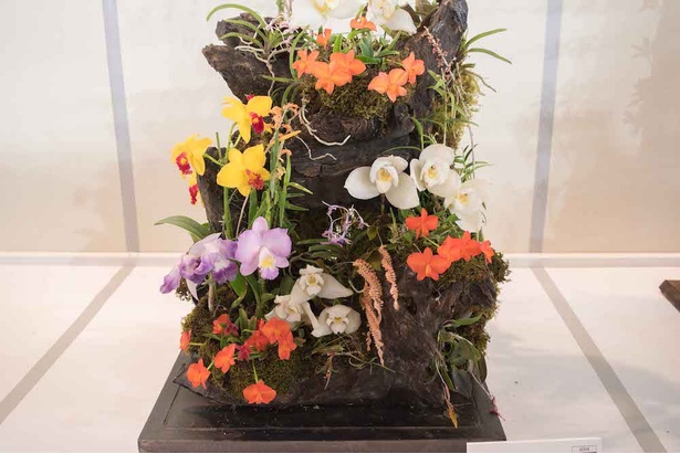 世界らん展日本大賞 2018 19/30