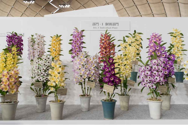 世界らん展日本大賞 2018 20/30